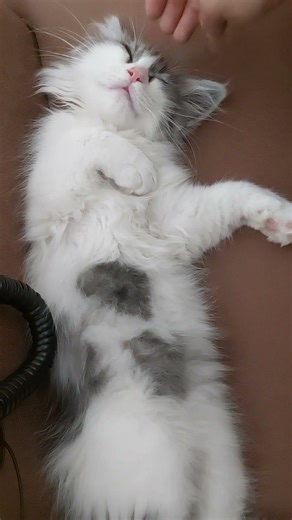 The "do not disturb" sign doesn't apply to your hands. #cats #cat #kitten #cutecat #pets