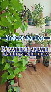 How to take care of golden pothos epipremnum aureum #garden #plants #planting #houseplants #indoorplants #indoorgarden #homegarden #pothos #goldenpothos #epipremnumaureum | Planting Fever