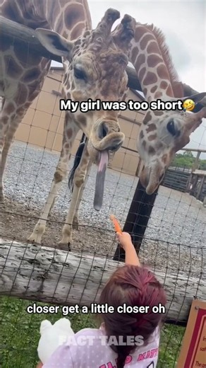She Tried 😂 to Feed a Giraffe, But It Couldn't Bend Down! 🦒🥕#girraffe #zoo