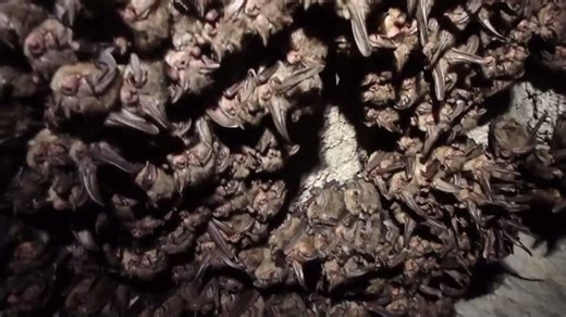 🦇Bat Appreciation Week continues! 🦇 Hell Hole Cave is the largest known hibernaculum for the Virginia Big-eared Bat, a federally endangered species that calls our region home. 💚 Every two years, scientists carefully enter the cave to count and monitor these bats—using clickers and photography to minimize disturbance. Alongside the Big-eared bats, several other rare species like the Indiana Bat, Little Brown Bat, and Tri-colored Bat also find refuge here. With the help of the Virginia Departme