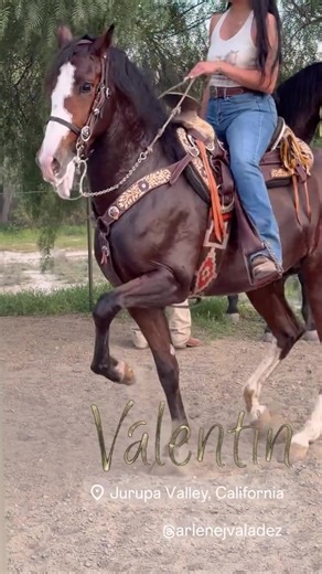 Celebrating Equestrian Culture: Women and Dancing Horses