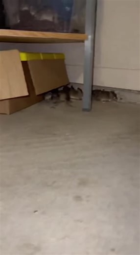 Effective Pest Control Solutions for Mice