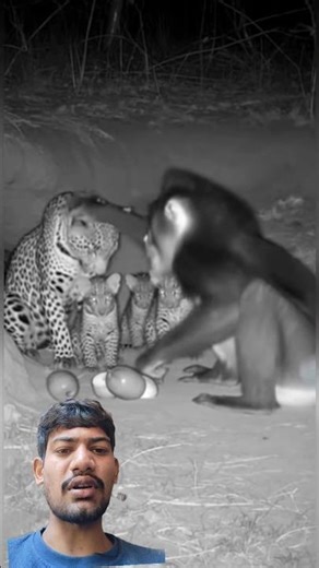 Bandar aur tiger ki dosti khargosh ko bacha kar #animalrescue #animals #geography #shortsfeed