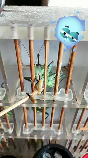 Praying Mantis vs. Stick Insect: A Nature Encounter