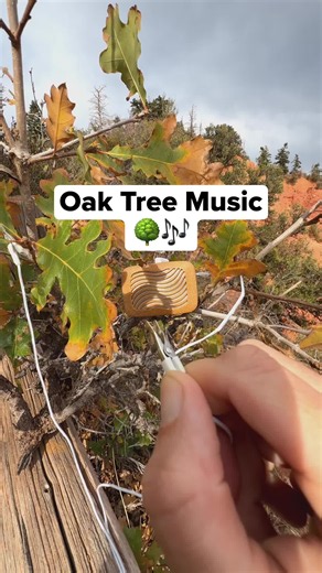 Oak Tree Music: Turning a Rocky Mountain Oak's Electrical Signals into Sound