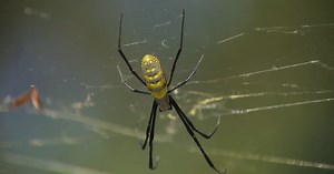 Georgia scientists trying to slow spread of Joro spiders