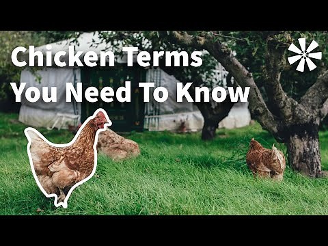 Common Chicken Terms You NEED To Know 🤓