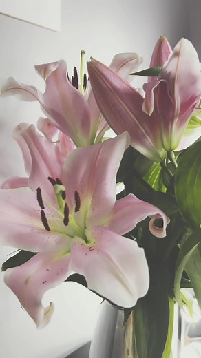 Beautiful Baby Pink Lilies Bloom