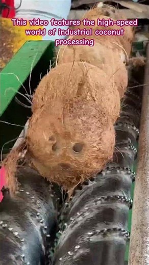 Incredible Coconut De-Husking Machine in Action! 🌴 #Coconut #Agriculture #IndustrialMachinery