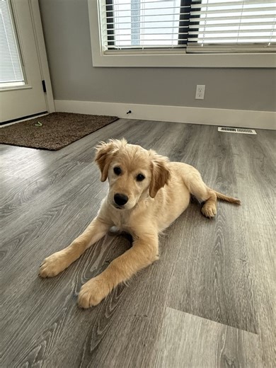 AKC Golden Retriever Puppy- Only 1 left! Ready Now | Dogs | KSL Classifieds