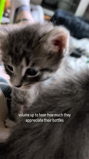 4.6K views · 1.3K reactions | baby purrs #cats #cat #gato #kittens #babycats #tinykittens #babykittens #cutebabykittens #babyfloof #floof #bottlebaby #newbornkittens #tigerbaby #babytiger | FosterBabyCats | Facebook