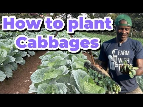Cabbage Farming in Kenya. Full Planting Guide for High Yield