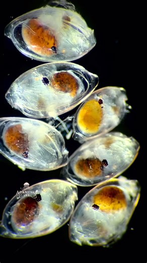 Igor Adameyko on Instagram: "Ostracods, also called “seed shrimps” (around 1 mm), from The Lombok Strait, Indonesia. They are crusty making bivalve homes somewhat similar to mollusks in shape. The black dot is a compound eye."