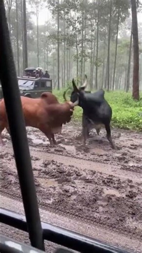 Bull Fight 😱 | Angry Bull Attack | #Shorts