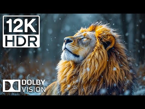Exploring the Wild 12K HDR Wildlife with Cinematic Music & Epic Nature Footage