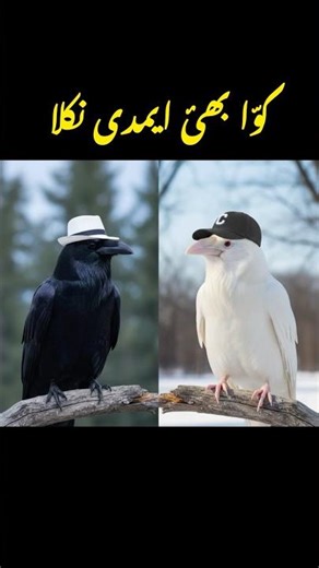 White Crow 🐦‍⬛ New Discovery 🤣lol