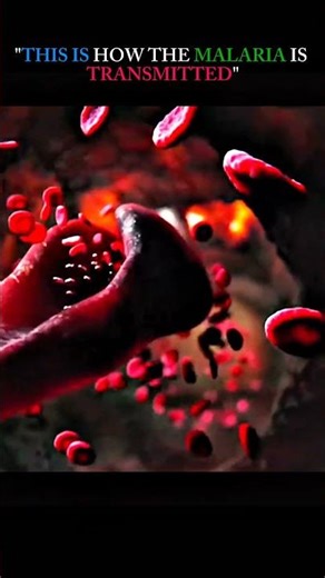 This is how malaria is transmitted… 🦟⚠️ Watch closely!