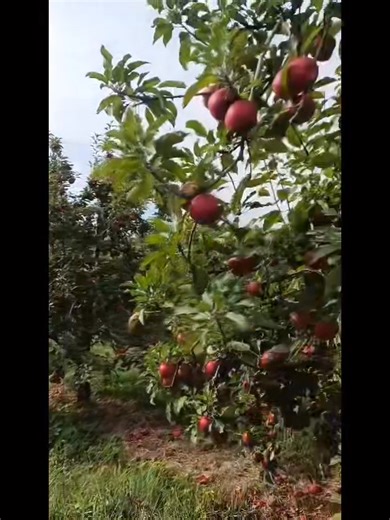 Located at 355 Yancey Rd Woodville, Va 22759 | Jenkins Orchards