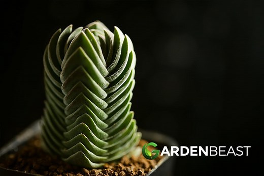 Crassula Buddha's Temple Guide: How to Grow & Care for this Succulent