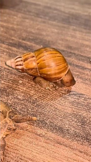 cute snail 😍cinimini zoo #shorts #viralvideo #shortvideo