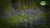 How to plant bluebells in grass