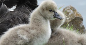 Death of black swan cygnet in Dawlish met with sadness