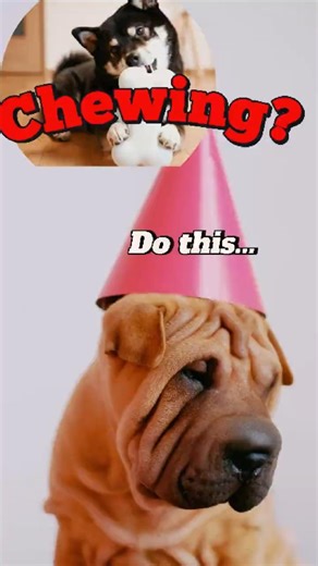 Chewing Shoes? This Fix Actually Works #dogtraining