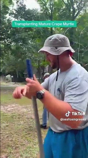 Save Your Crape Myrtle! How to Transplant the Right Way