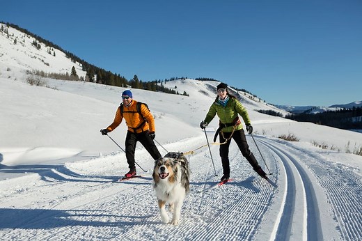 The Best Winter Dog Sport Ever: Skijoring