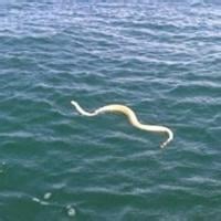 Video: Yes, snakes swim in Lake Havasu. Here's what to know.