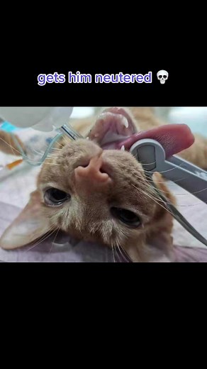 Regretting Neutering My Male Cat - Dealing with Peeing Everywhere