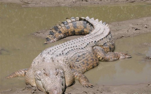 Explore The Biggest Crocodile on Earth