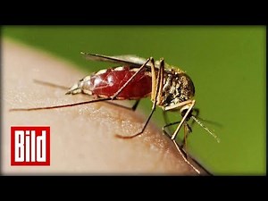 Mücken - Diese Tipps helfen!!!