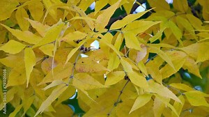 Phellodendron amurense is tree in family Rutaceae, commonly called Amur cork tree. The Ainu people used this plant, called shikerebe-ni, as painkiller.