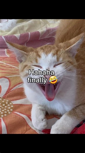 Part 126: learning language (nadale ako dun ha 😫) #internationalfriends #HelloTalkFriend #languagepartner #onlinefriends #fypシ