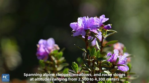 The mountains in Datong Hui and Tu Autonomous County, NW China, have transformed into a sea of purple, with 7,960 hectares of azalea flowers in full bloom | Xinhua Culture&Travel