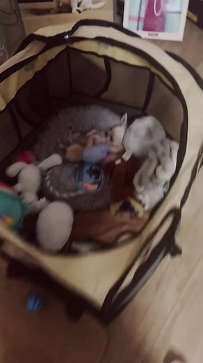 Adorable Chihuahua Puppy Moments