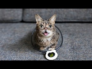 Lil BUB and the Assisi Loop