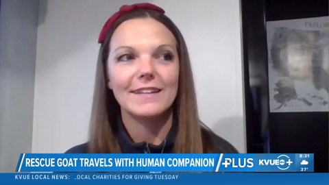 Rescue goat, owner travel across the US