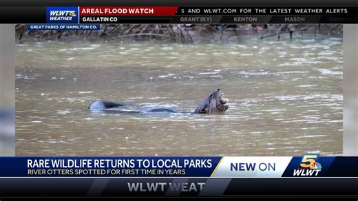 Great Parks of Hamilton County see wildlife revival: Otters, beavers and other critters