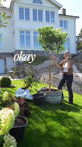 Vilken hortensia är din favorit? 🤍 Jag älskar dem alla och kan verkligen inte välja… Några av hortensiasorterna i vår trädgård är: Limelight på stam – elegant och självklar. Annabelle – för hennes enorma, fluffiga blommor. Bobo – rik blomning och magisk röd höstfärg. Runaway Bride – romantisk och full av blommor i juni och juli. I trädgården har vi även blå och rosa Endless Summer och vipphortensiorna Limelight och Skyfall. Vilken är din favorithortensia? 🌸 🌿 | My New England home