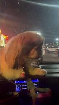 Angry with Buttercup #puppy #haveitoldyoulatelythatiloveyou #cute