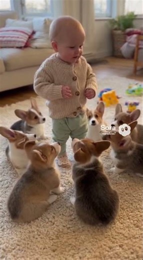 Baby Bonding with Welsh Corgis 🐶💛