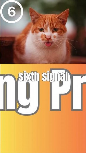 How to know if your cat is sick or dying ?