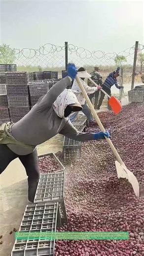Récolter les jujubes : le séchage au soleil transforme le fruit