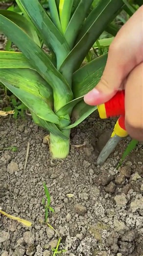 Harvesting Huge Leeks with the Perfect Digging Technique! 🚜 #shorts