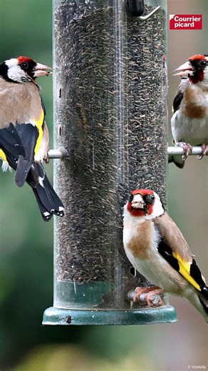 Le comptage national des oiseaux organisé par la LPO se tient samedi 24 et dimanche 25 janvier 2026. C’est facile à faire en famille, c’est gratuit et c’est très utile aux scientifiques. Suivez le guide ! | Courrier picard