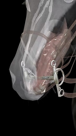 AJRSPORT | CUSTOM BITS | Are you curious how a Pelham bit works? 🤔 Explore the #AJRSport Pelham range! 🐴✨ #Showjumping #Horse #Equestrian #Horsesofinstagram... | Instagram