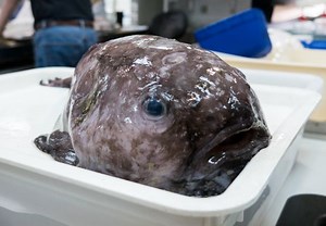 An Ode to the Blobfish
