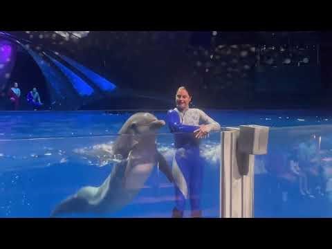 🐬Dolphin Tricks at Georgia Aquarium Marine Show 🌊